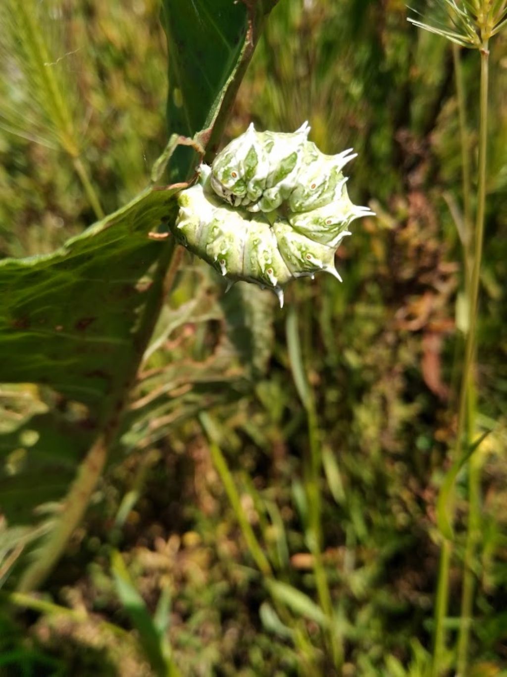 Che bruco  questo? Apochima flabellaria - Geometridae