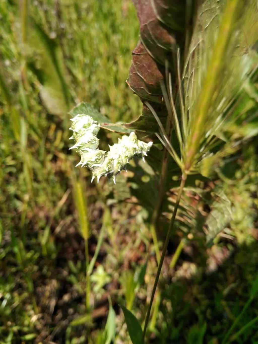 Che bruco  questo? Apochima flabellaria - Geometridae