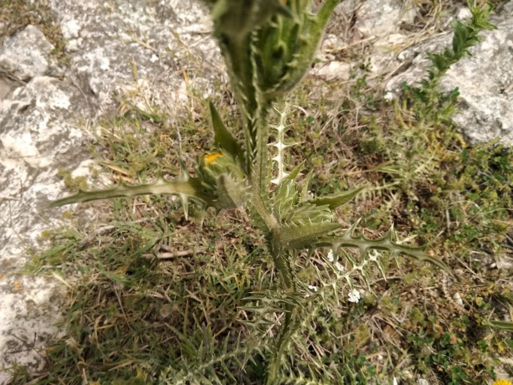 Scolymus grandiflorus / Cardogna maggiore