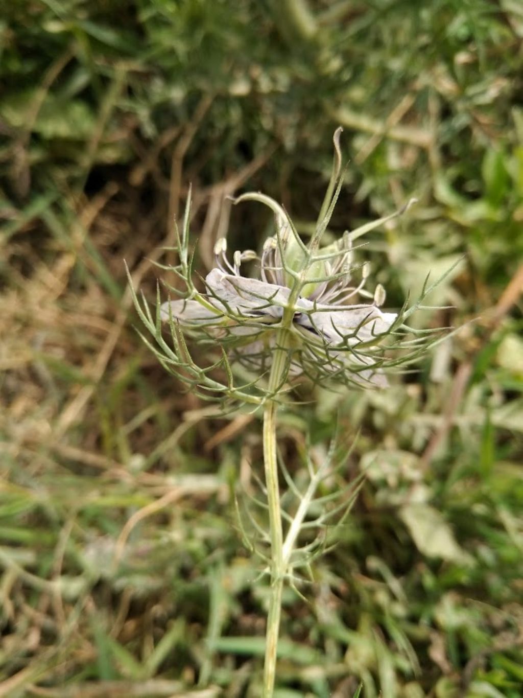 Nigella damascena L. (Ranunculaceae)