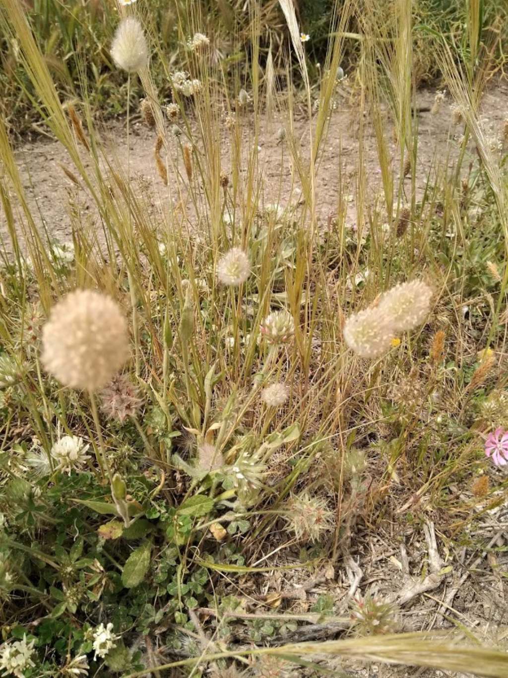 cosa  questo piumino?  Lagurus ovatus (Poaceae)