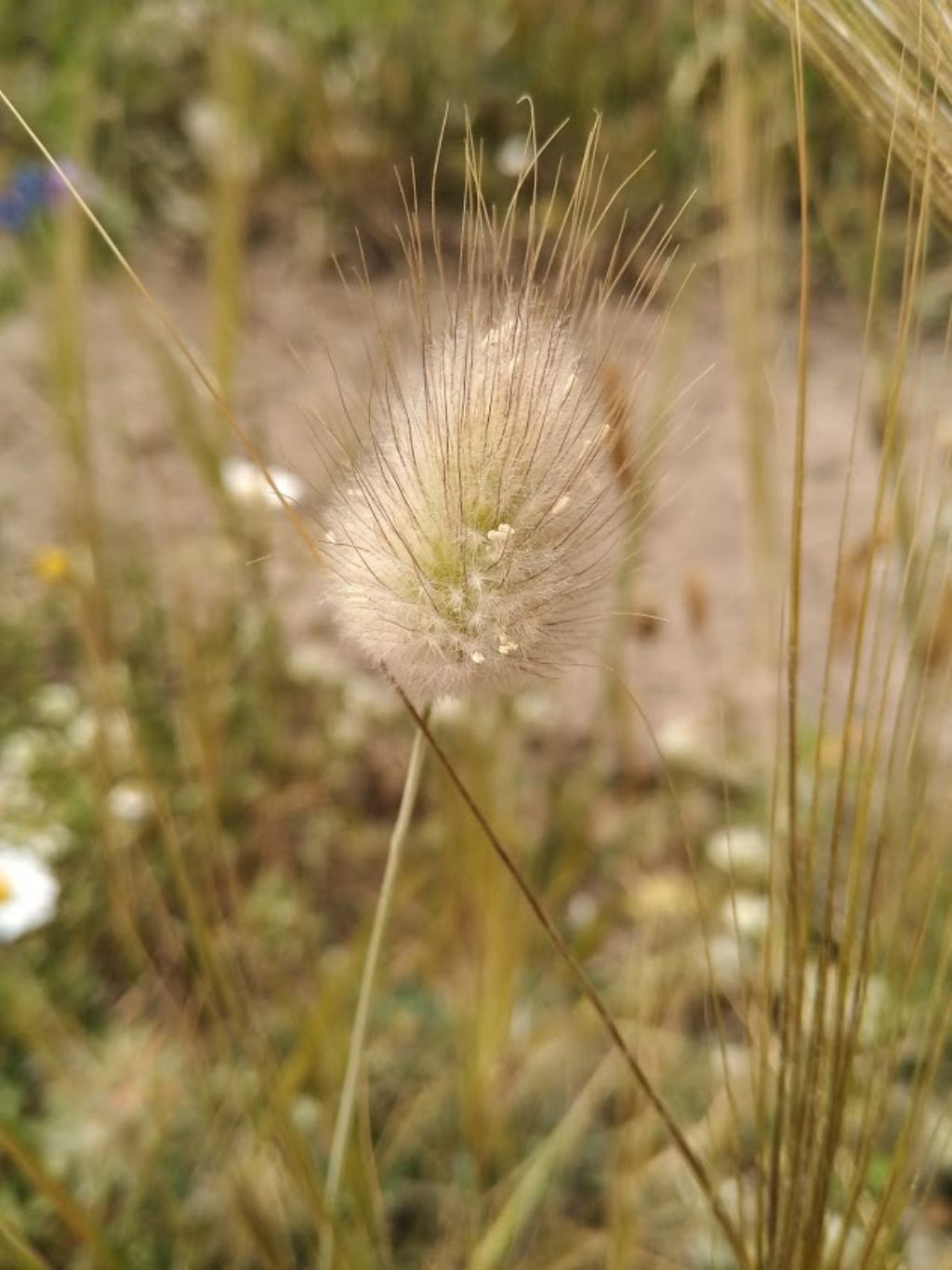 cosa  questo piumino?  Lagurus ovatus (Poaceae)