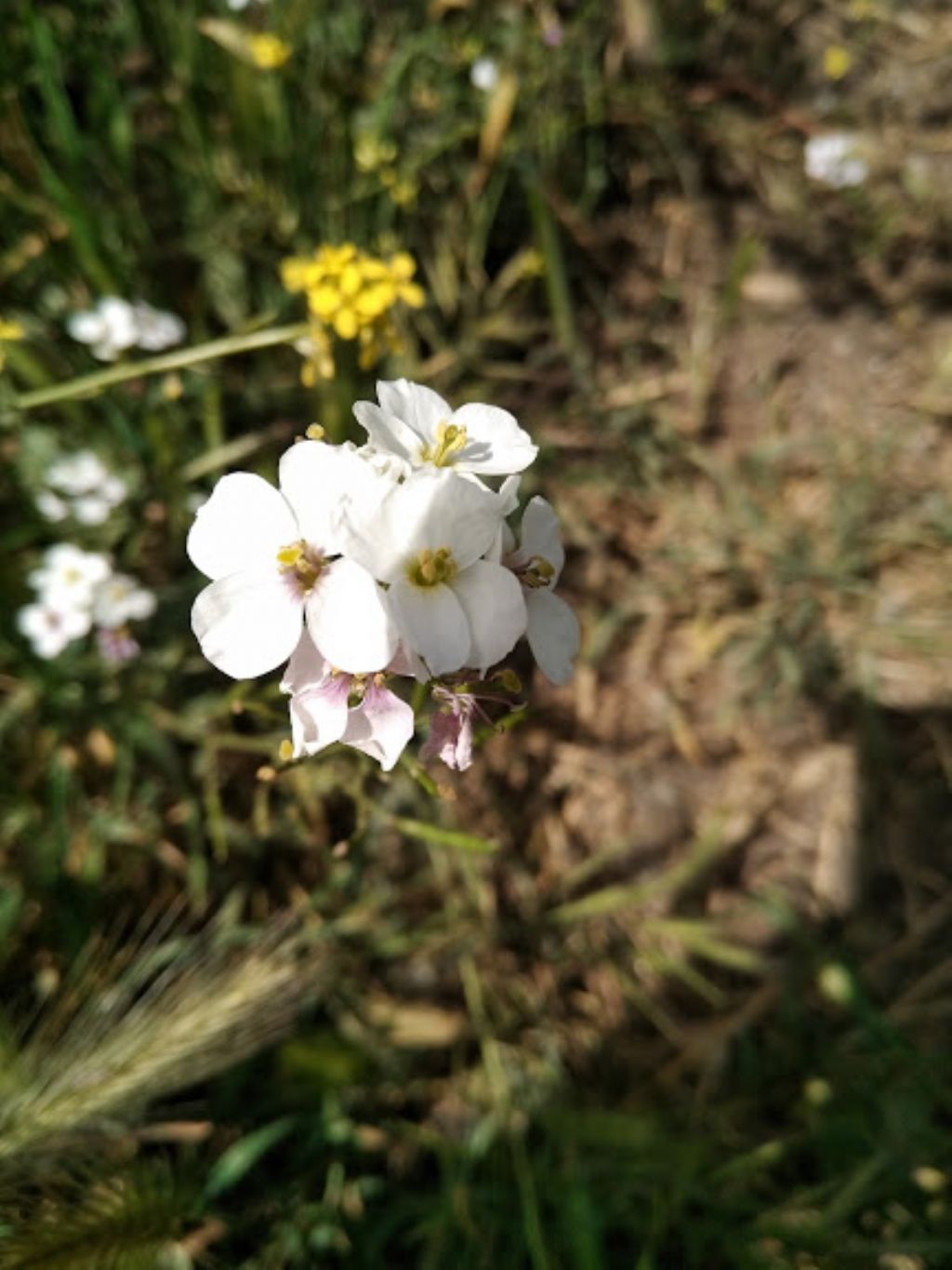 Brassicaceae da determinare.  cfr. Diplotaxis erucoide