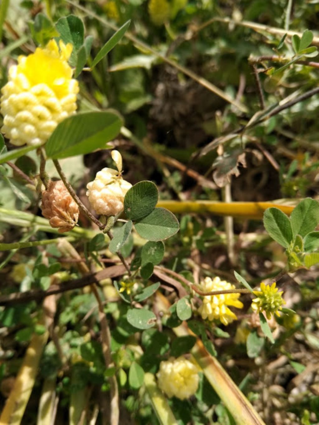 Trifolium campestre (cfr.)