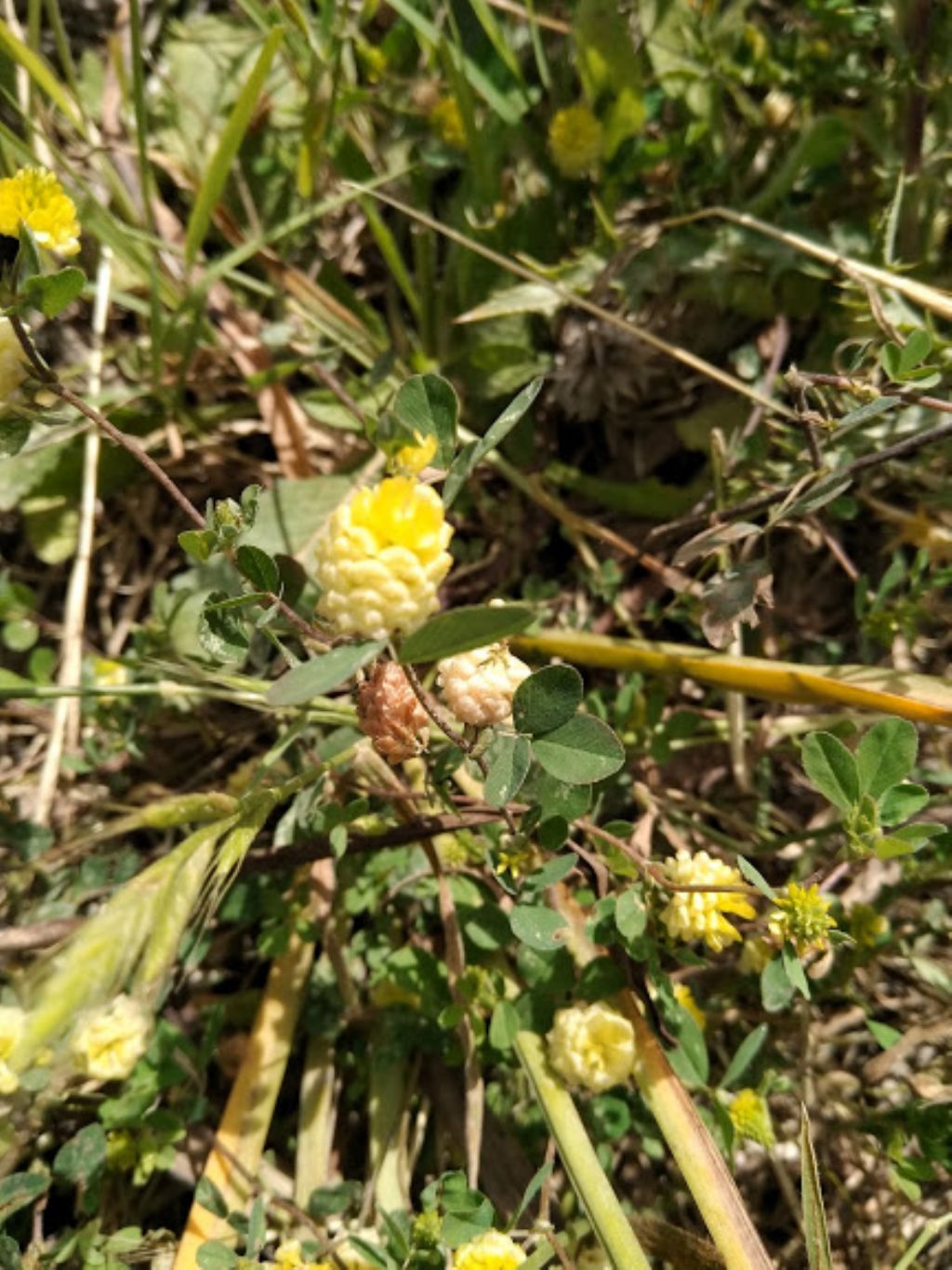 Trifolium campestre (cfr.)