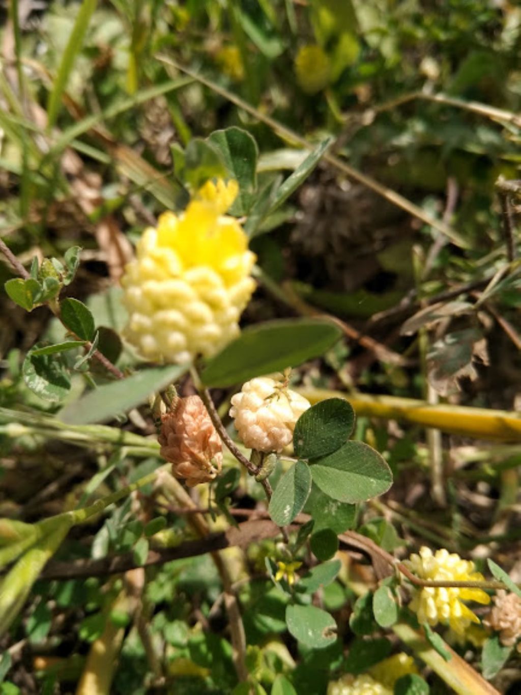 Trifolium campestre (cfr.)