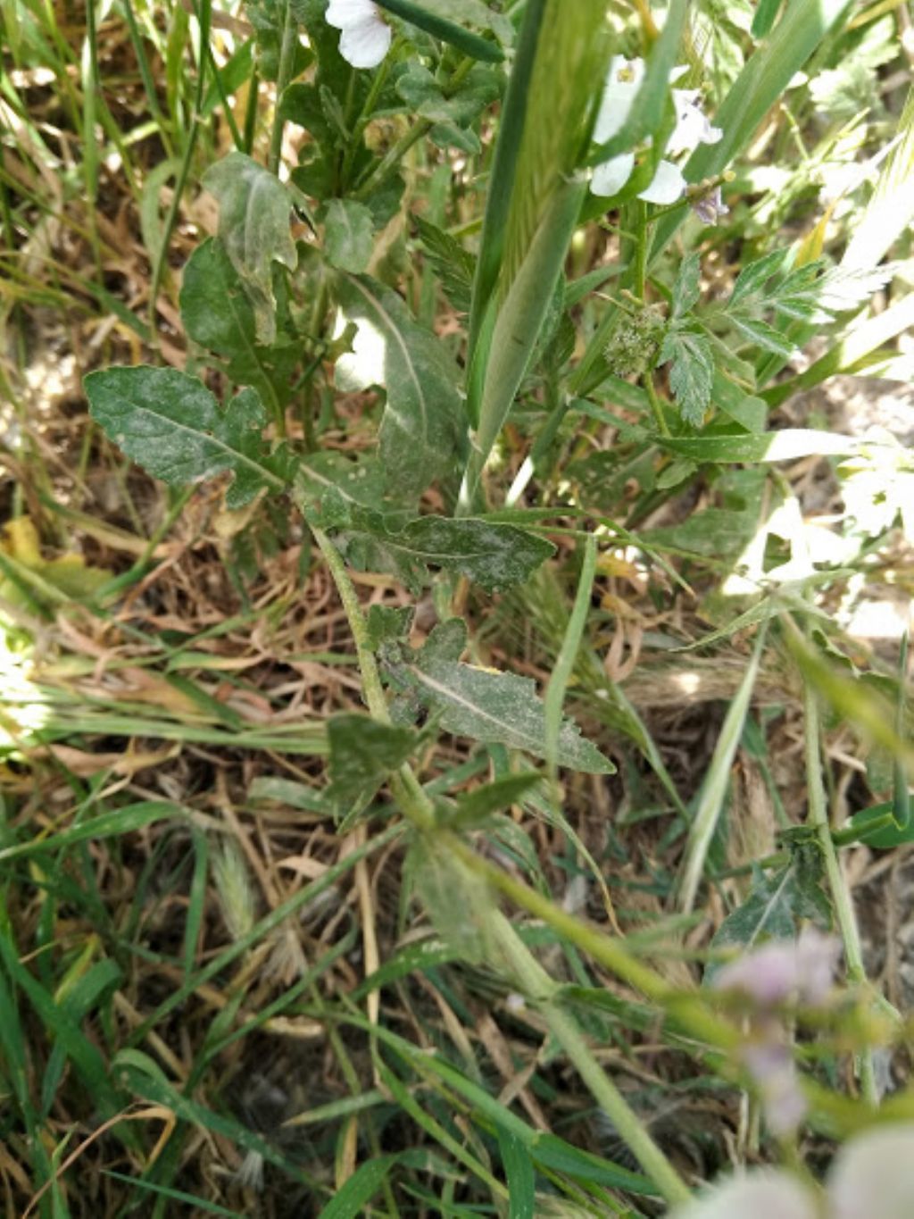 Brassicaceae da determinare.  cfr. Diplotaxis erucoide