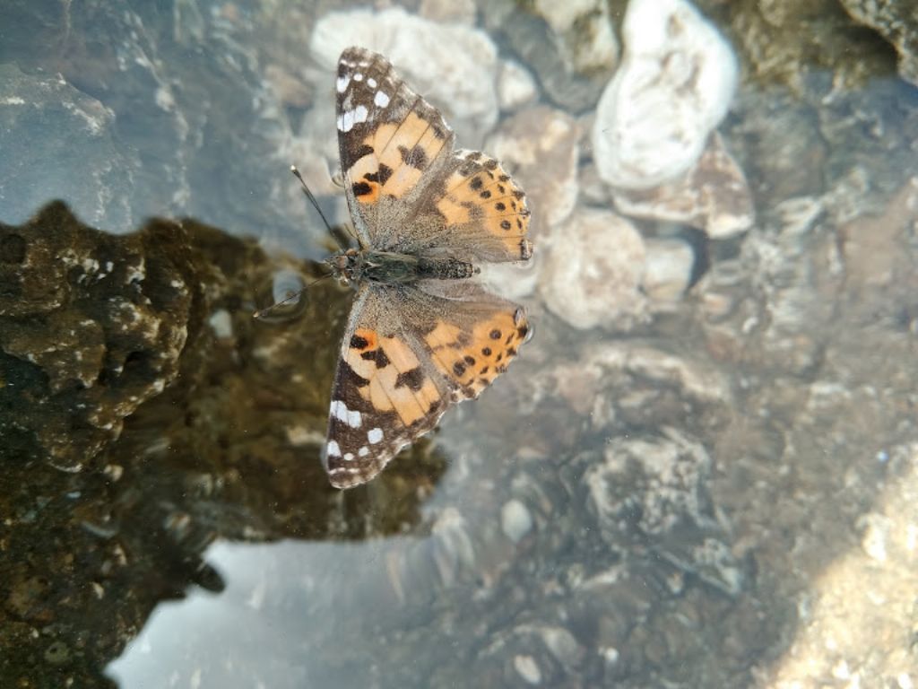 Che farfalla ?   Vanessa cardui