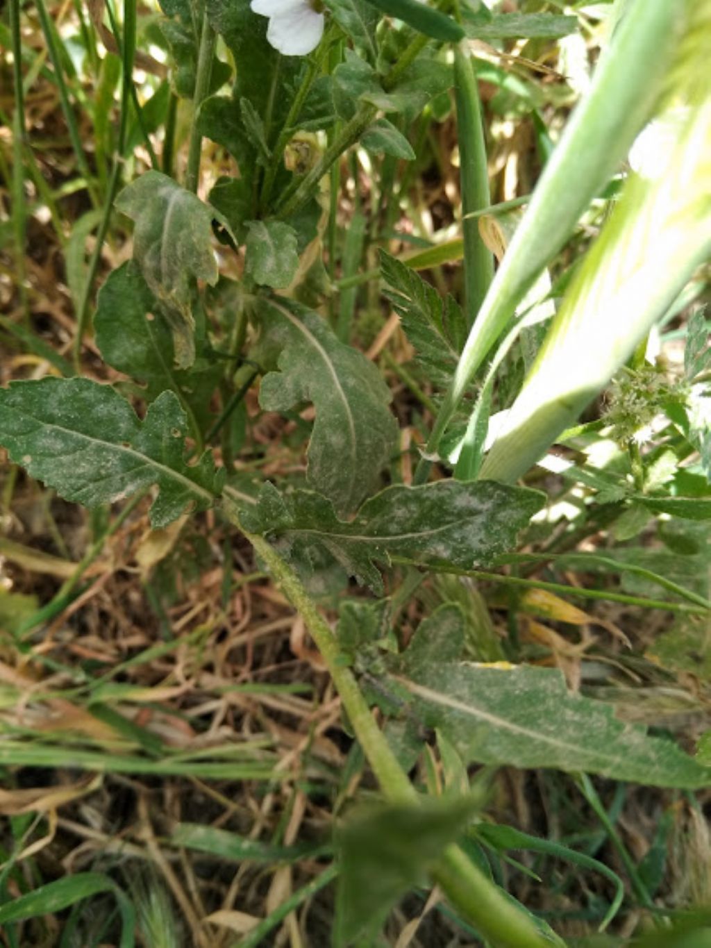 Brassicaceae da determinare.  cfr. Diplotaxis erucoide