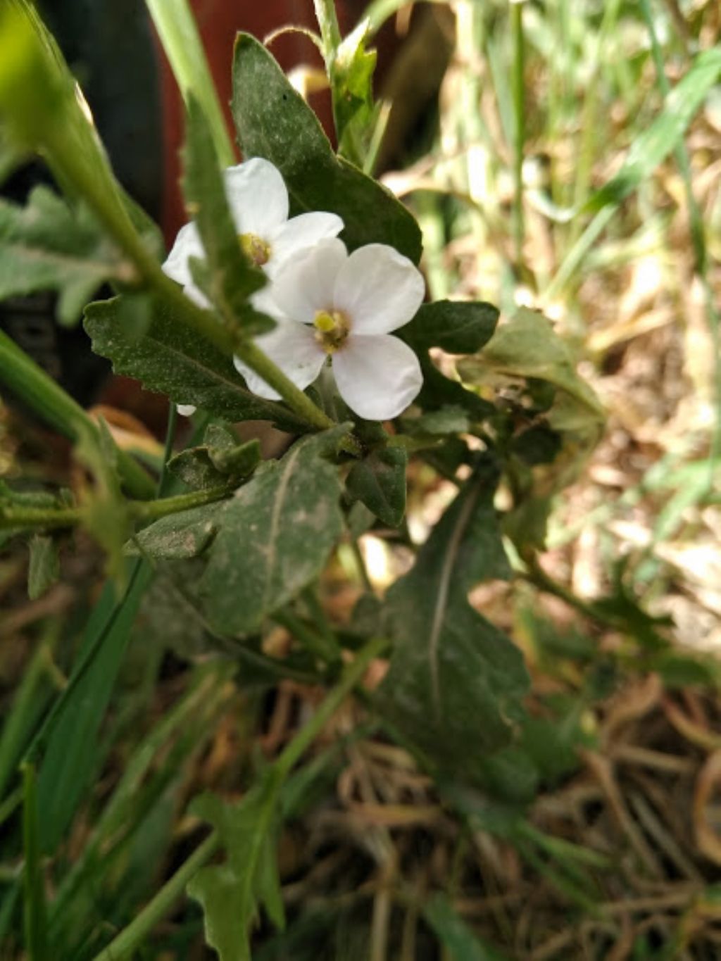 Brassicaceae da determinare.  cfr. Diplotaxis erucoide