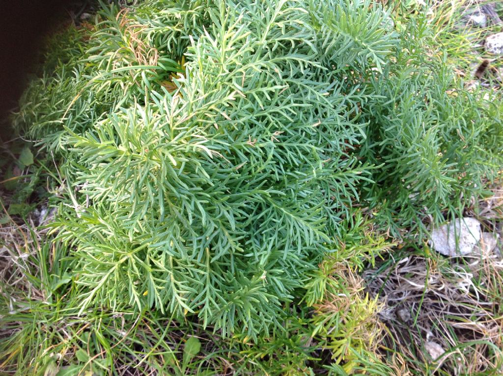 Centaurea aeolica / Fiordaliso delle Eolie