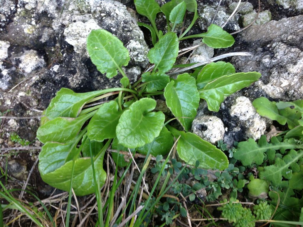 Rumex sp. (cfr.)