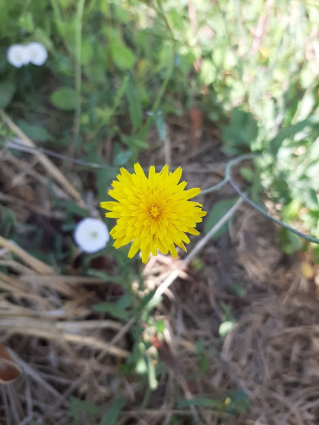 Reichardia picroides (Asteraceae)