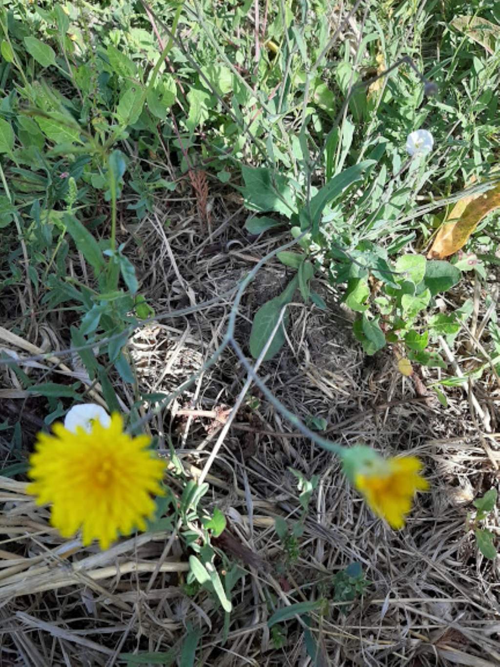 Reichardia picroides (Asteraceae)