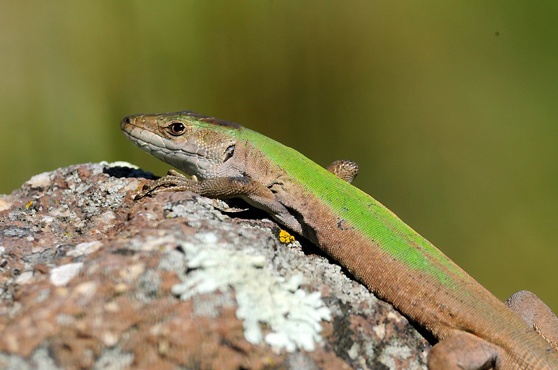 Podarcis siculus caporiaccoi