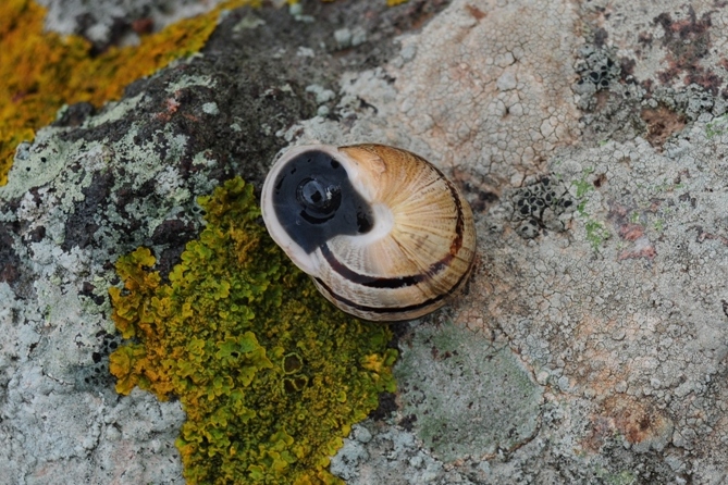 Helix? No,  Massylaea vermiculata (Helicidae)