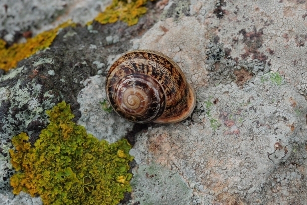 Helix? No,  Massylaea vermiculata (Helicidae)