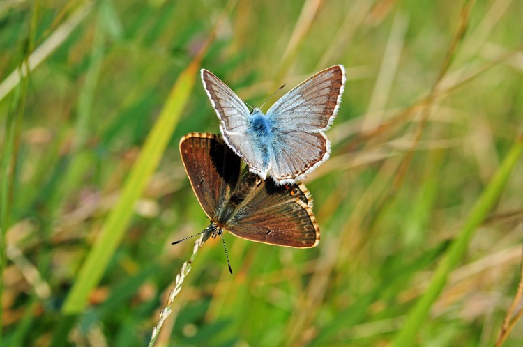 Polyommatus icarus? No, Polyommatus coridon