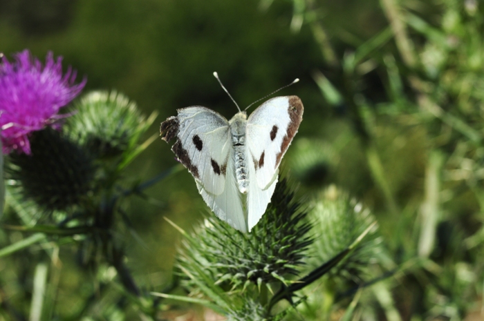 Pieris brassicae? S