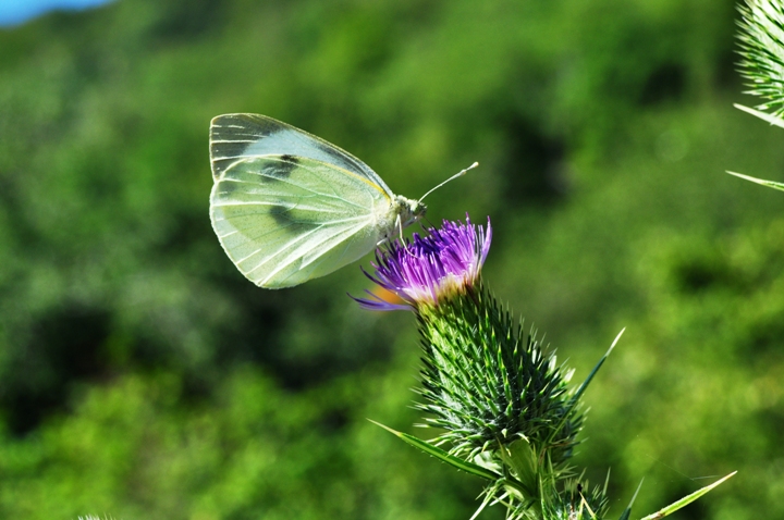 Pieris brassicae? S