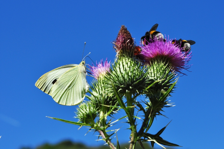 Pieris brassicae? S