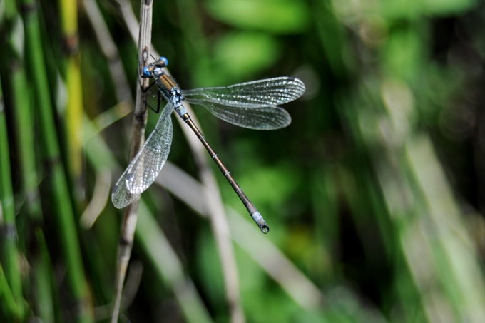 Lestes sponsa?