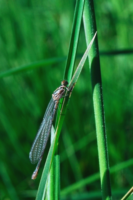 Sympecma fusca?