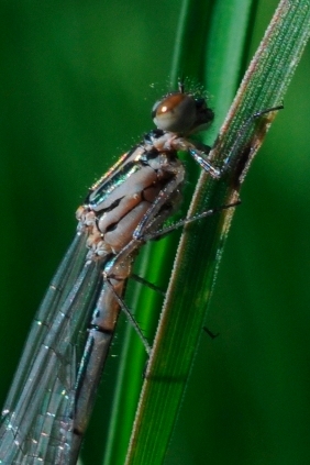 Sympecma fusca?