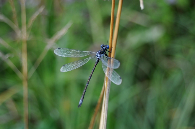 Lestes sponsa?