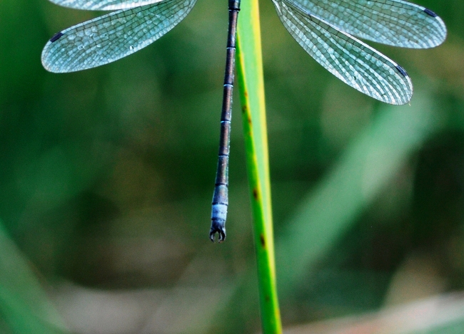 Lestes sponsa?