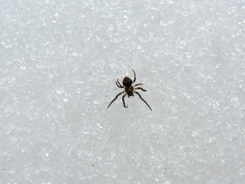 Araneidae, cf. Gibbaranea sp. - Appennino reggiano (RE)