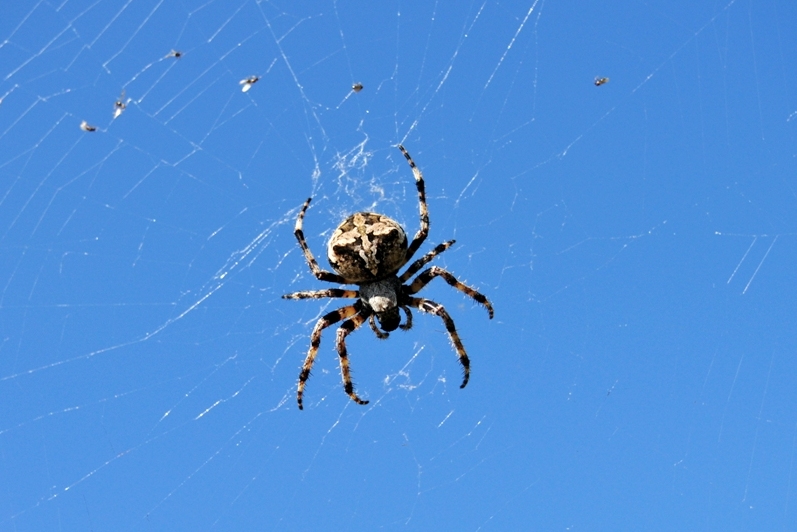 Araneus cf. circe - Croazia