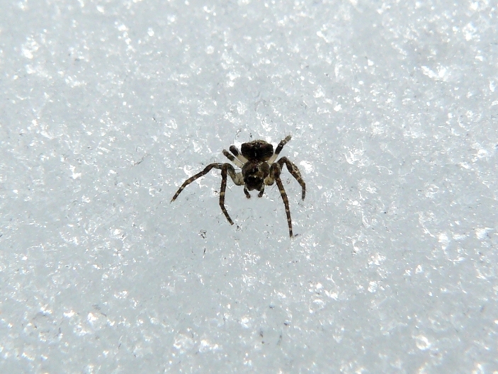 Araneidae, cf. Gibbaranea sp. - Appennino reggiano (RE)