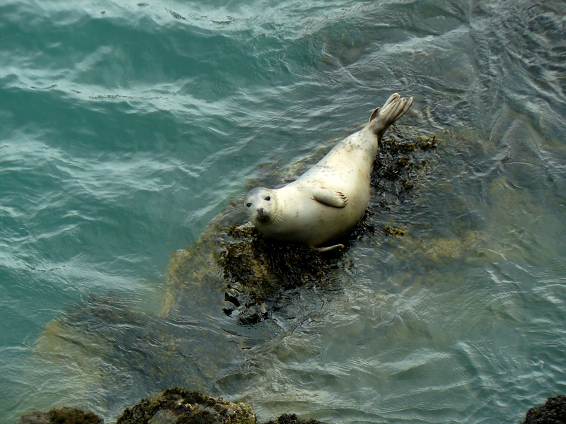 Gita all''isola di Skomer (Galles)