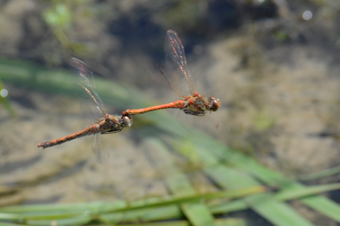 Quale Sympetrum? Sympetrum striolatum