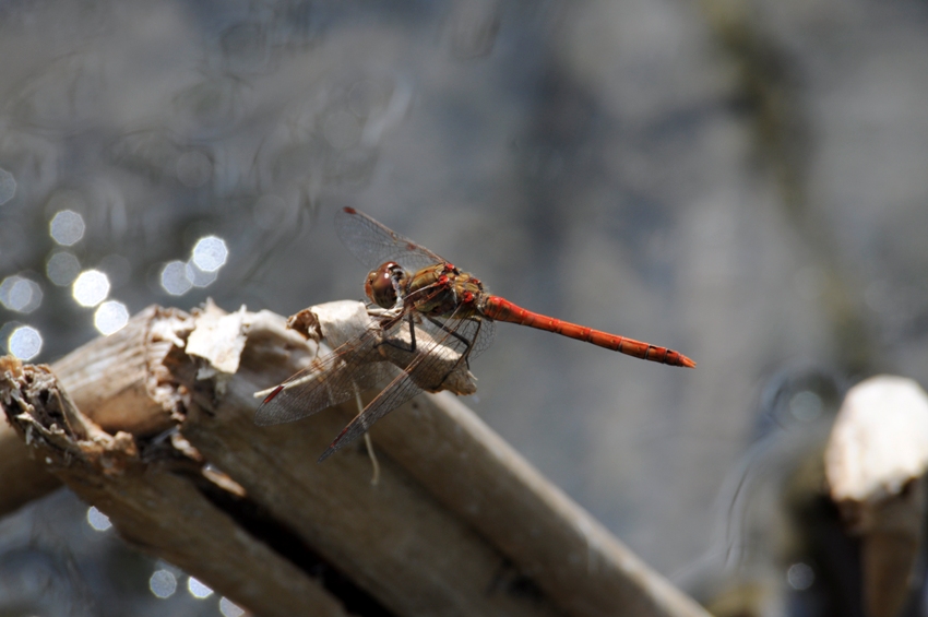 Quale Sympetrum? Sympetrum striolatum