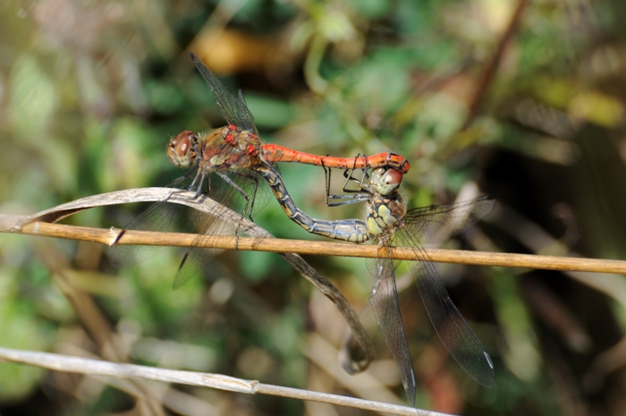 Quale Sympetrum? Sympetrum striolatum