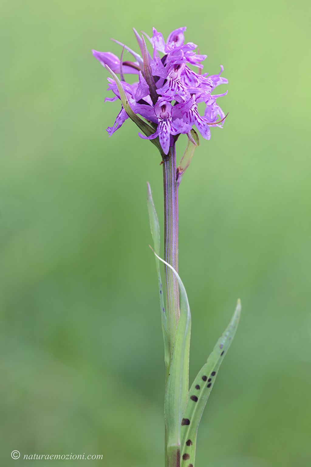 Orchidee marchigiane