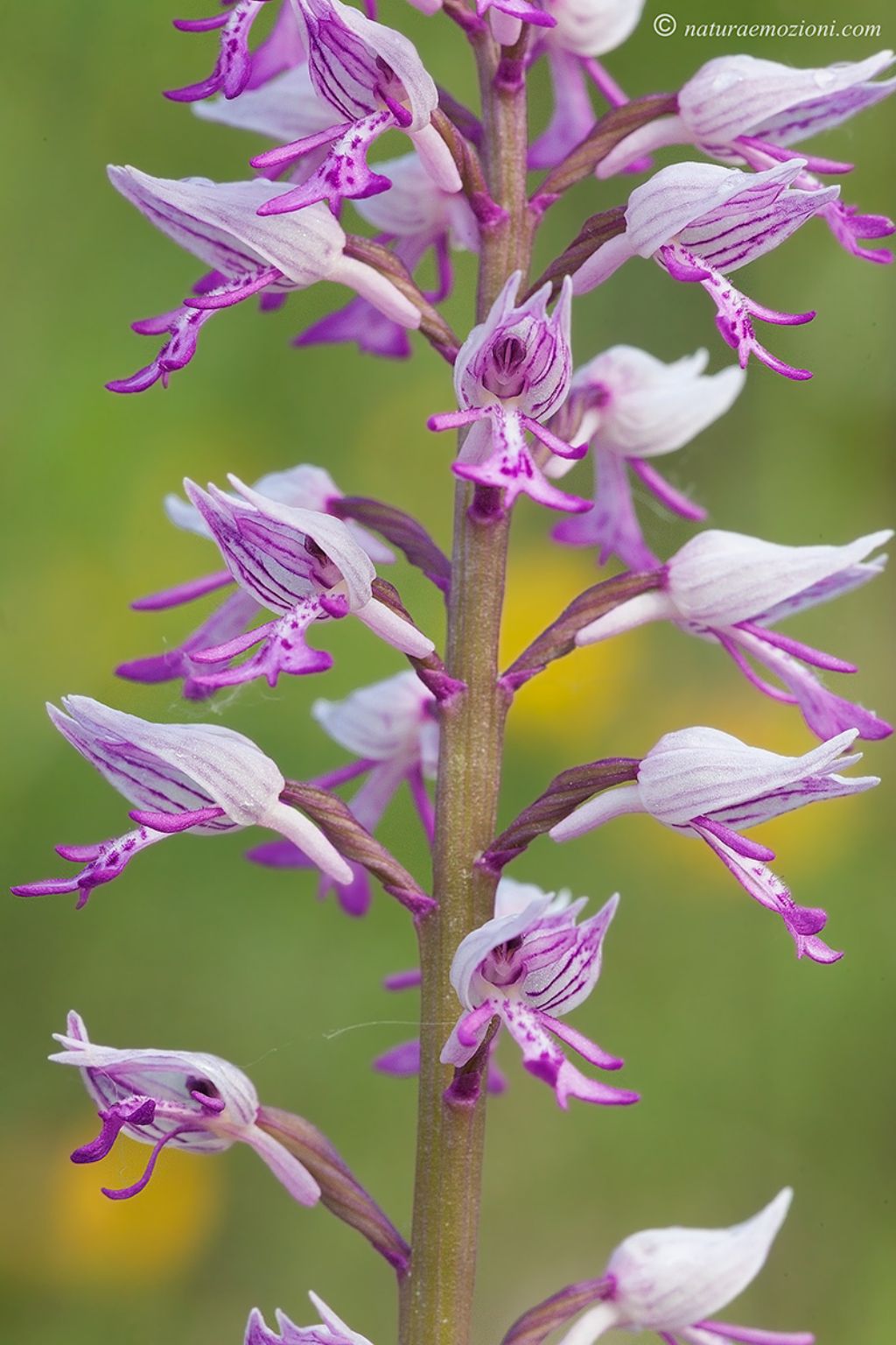 Orchidee marchigiane