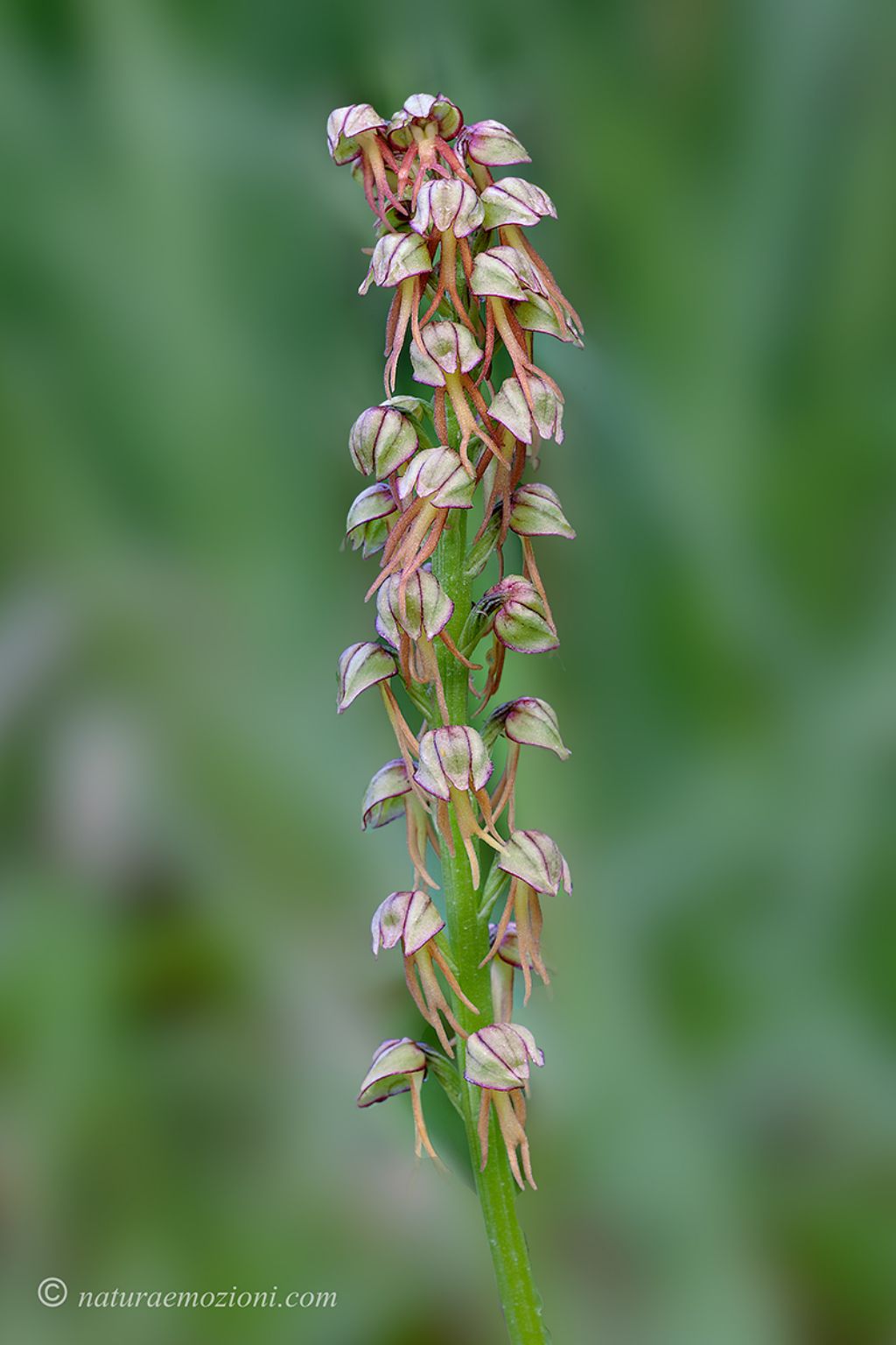 Orchidee marchigiane