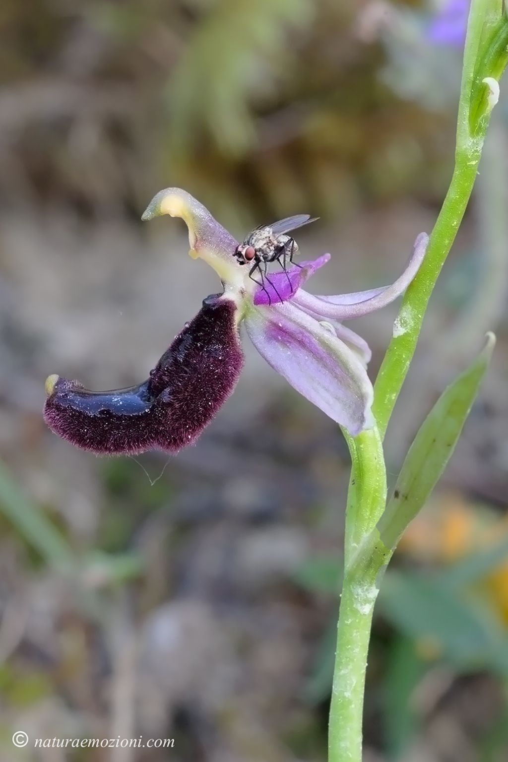 Orchidee marchigiane