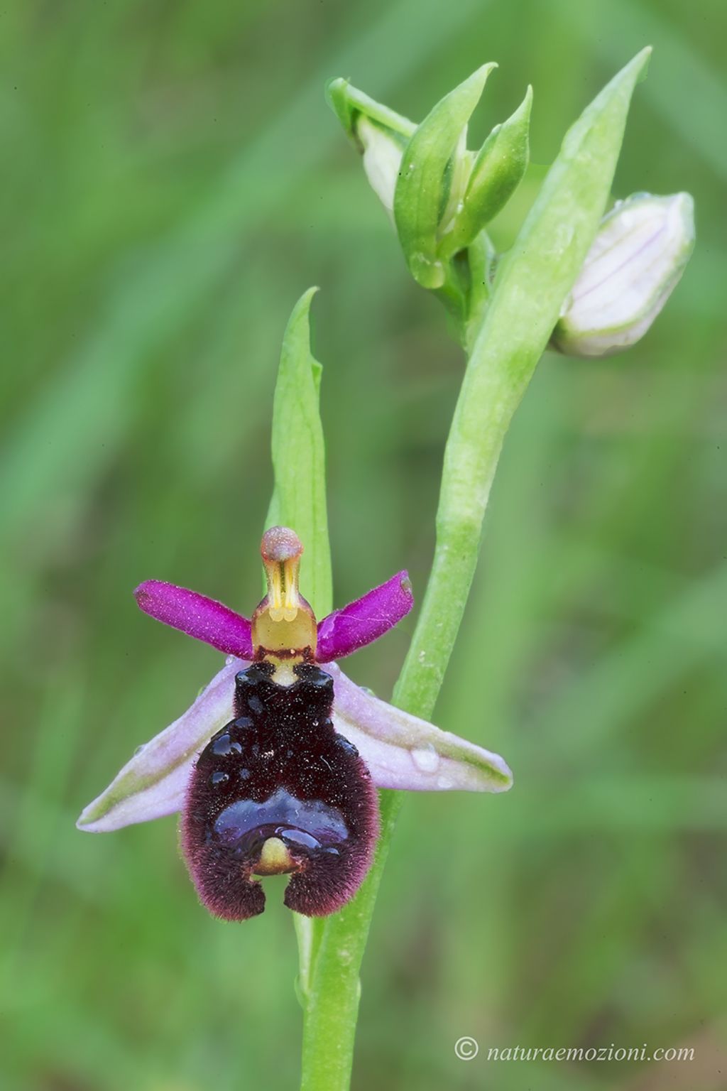 Orchidee marchigiane