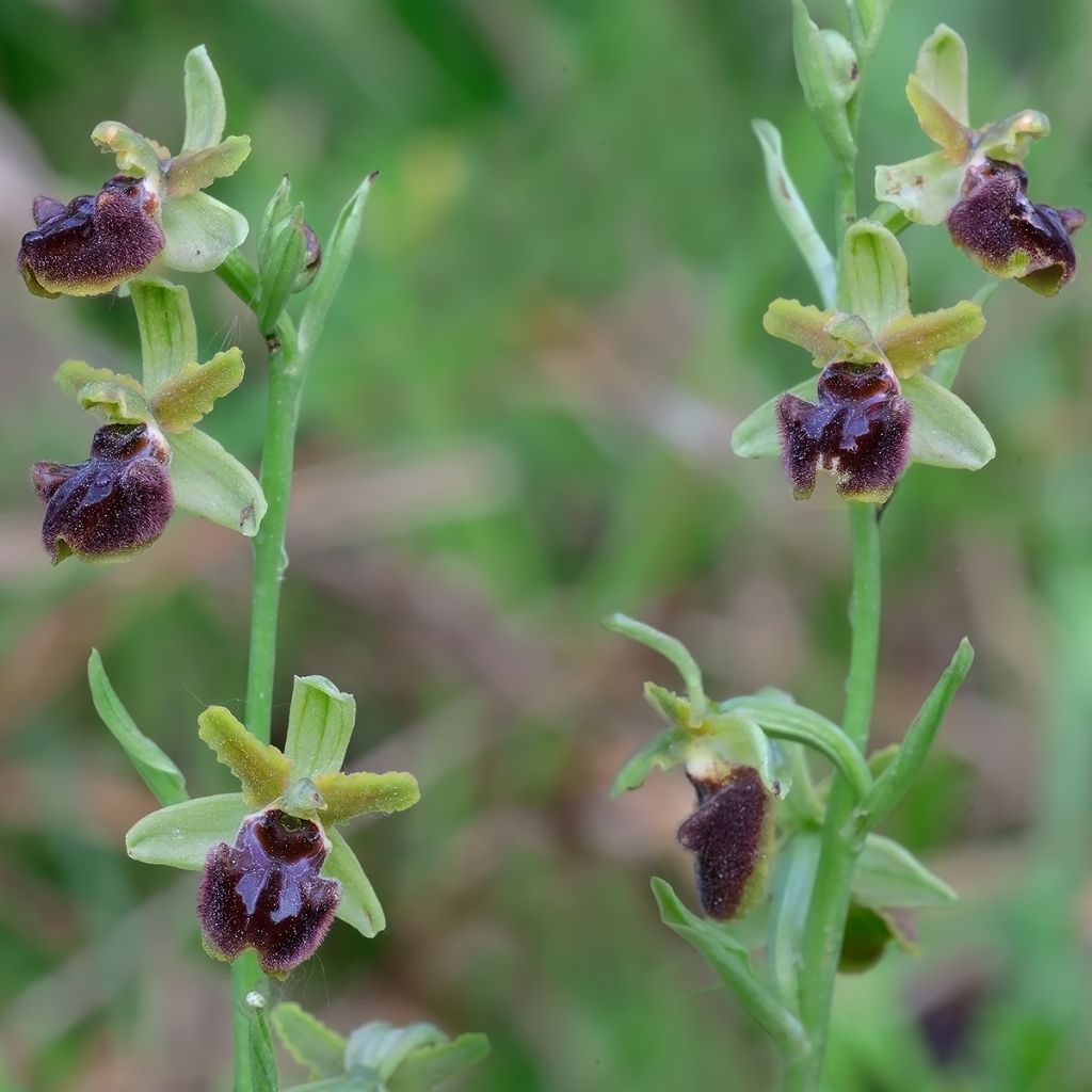 Orchidee marchigiane