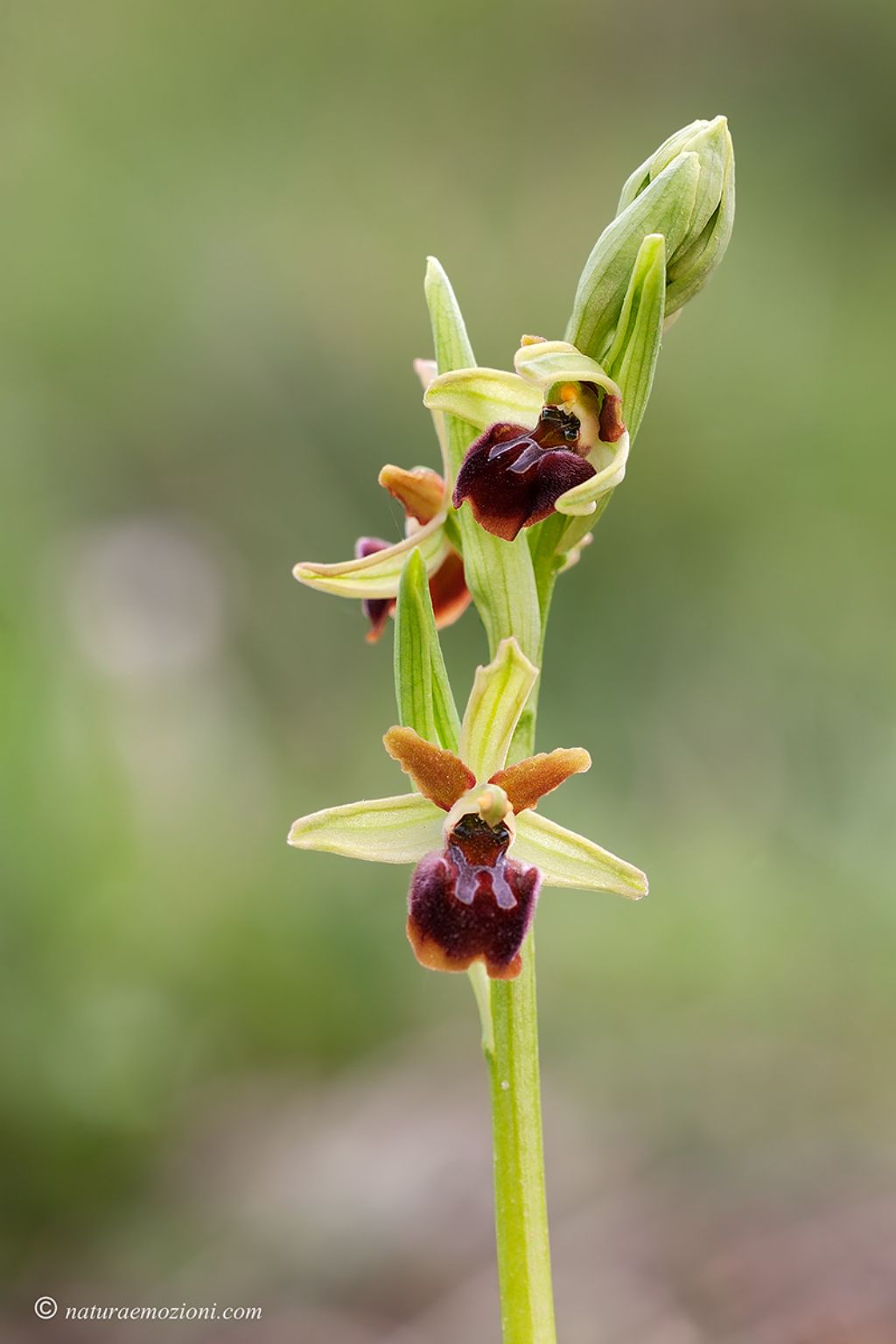 Orchidee marchigiane