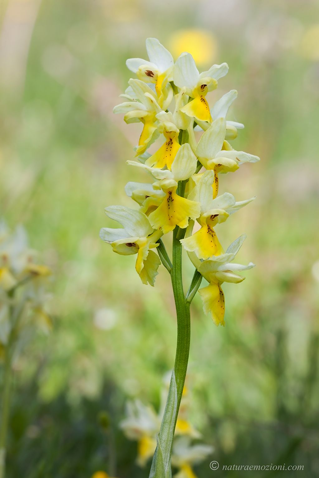 Orchidee marchigiane