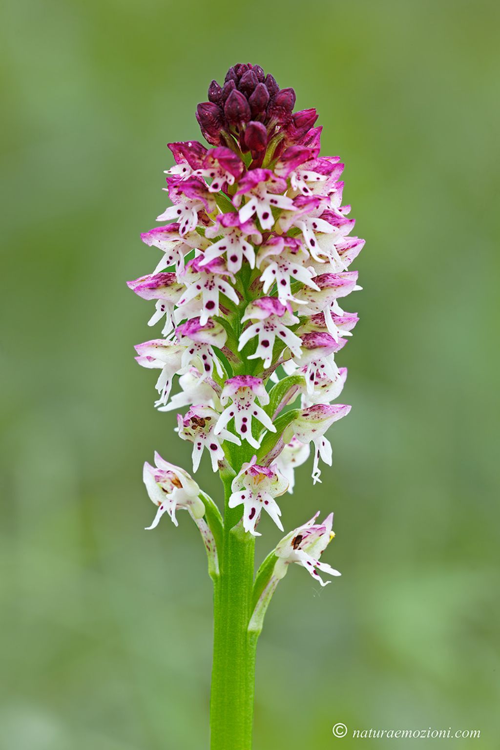 Orchidee marchigiane