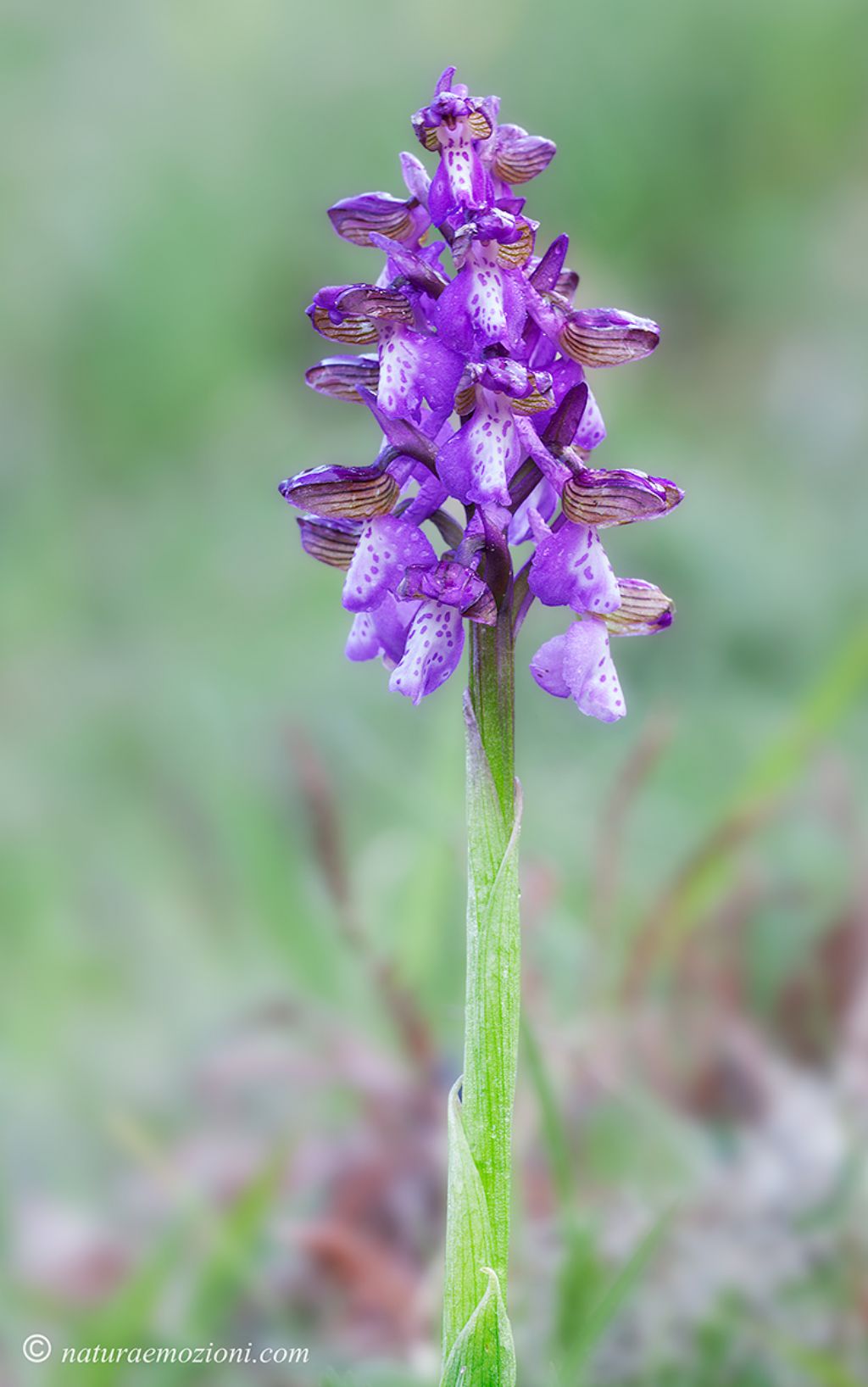 Orchidee marchigiane