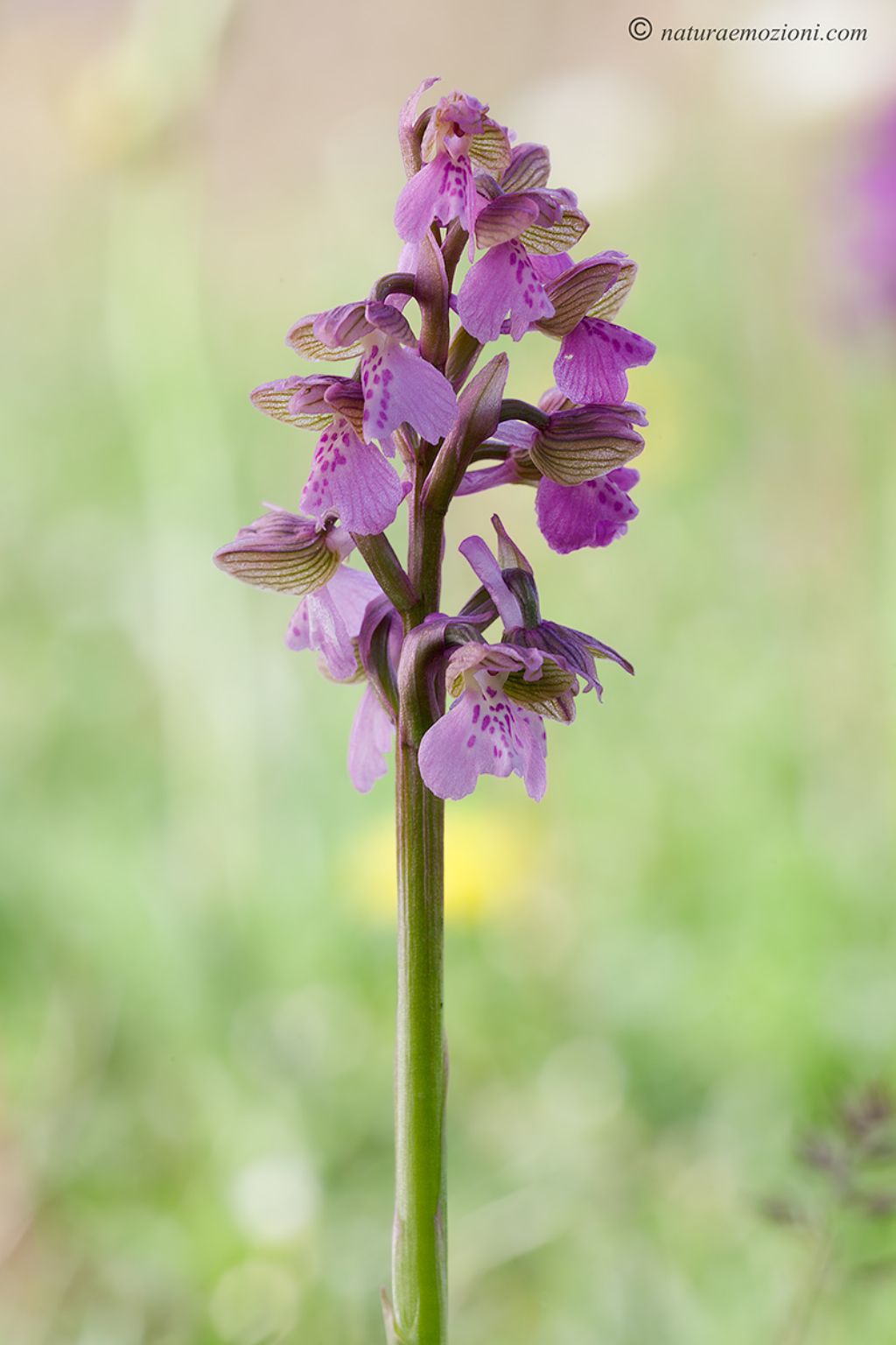 Orchidee marchigiane