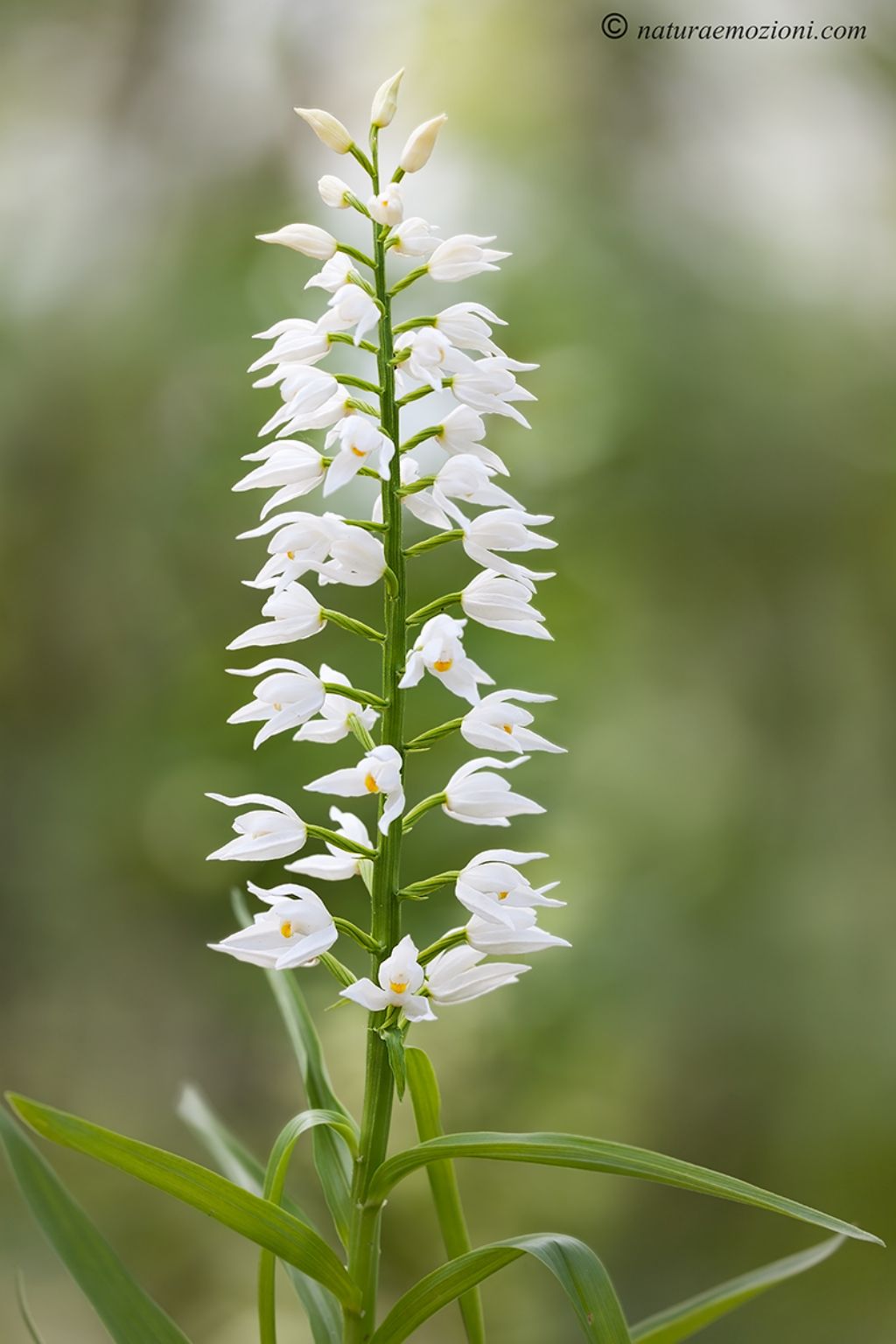 Orchidee marchigiane