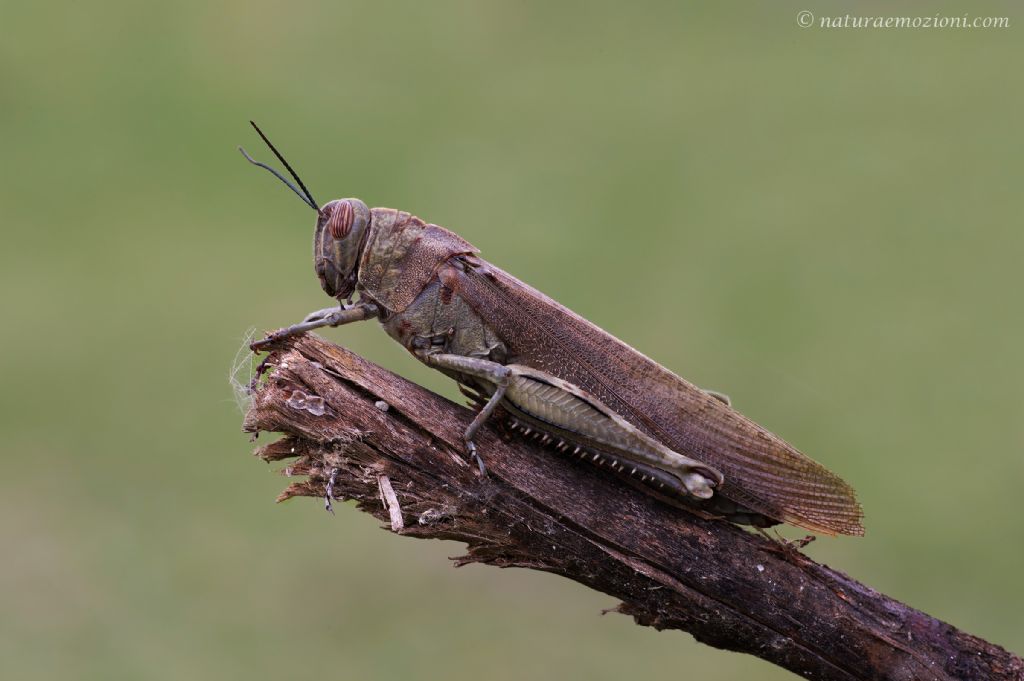 Anacridium aegyptium ?